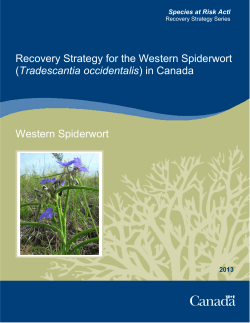 Recovery Strategy for Western Spiderwort (Tradescantia