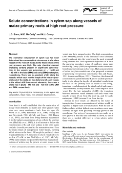 Solute concentrations in xylem sap along vessels