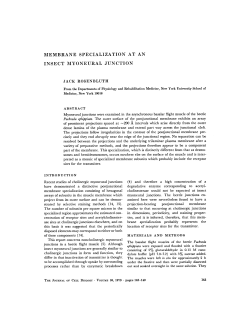 membrane specialization at an insect myoneural