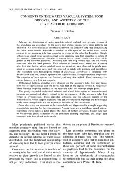 Comments on the Water Vascular System, Food