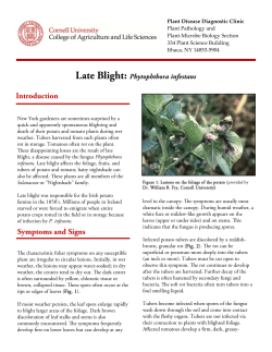 Late Blight Fact Sheet - Cornell`s Plant Disease Diagnostic Clinic