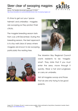 Steer clear of swooping magpies