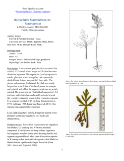 Botrychium lanceolatum var. lanceolatum