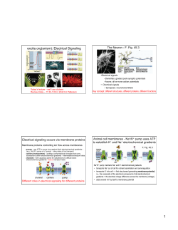 36. Electrical signaling II