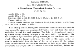 Original description (NemasLan)