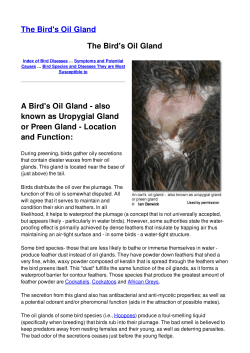 The Bird`s Oil Gland The Bird`s Oil Gland A Bird`s Oil