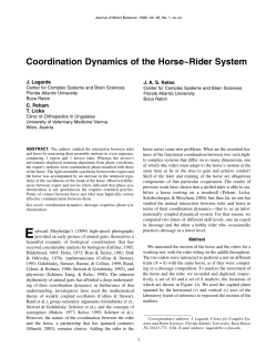 Coordination Dynamics of the Horse~Rider System