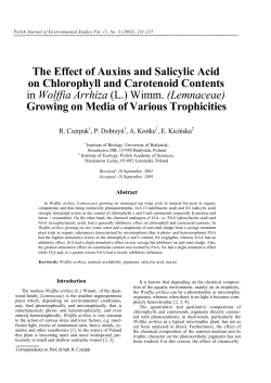 The Effect of Auxins and Salicylic Acid on Chlorophyll and
