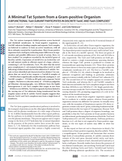 A Minimal Tat System from a Gram-positive Organism