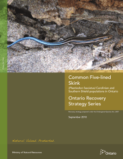 Common Five-lined Skink