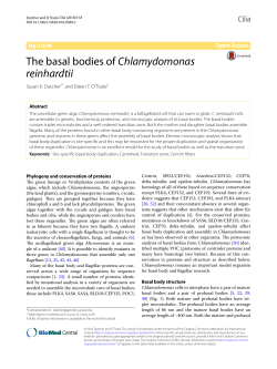 The basal bodies of Chlamydomonas reinhardtii