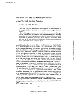 Potassium Ions and the Inhibitory Process in the Crayfish Stretch