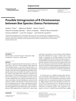 Possible Introgression of B Chromosomes between Bee Species