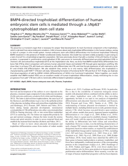BMP4-directed trophoblast differentiation of human embryonic stem