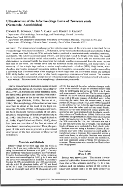 infrastructure of the Infective-Stage Larva of Toxocara