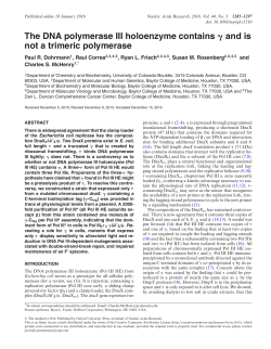 The DNA polymerase III holoenzyme contains and is not a trimeric