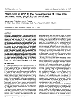 Attachment of DNA to the nucleoskeleton of HeLa