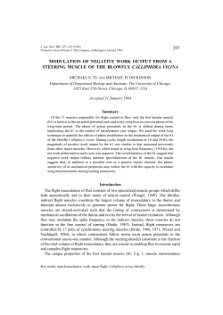 207 modulation of negative work output from a steering muscle of