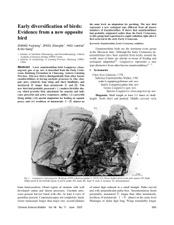 Early diversification of birds: Evidence from a new opposite bird