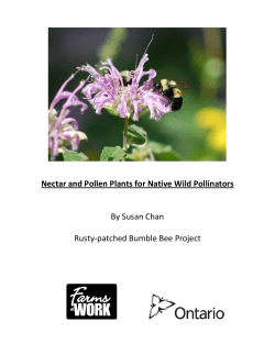 Nectar and Pollen Plants for Native Wild Pollinators By Susan Chan