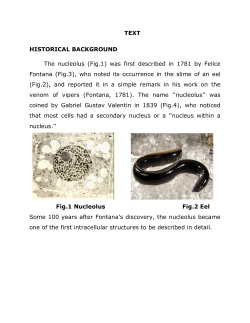 TEXT HISTORICAL BACKGROUND The nucleolus (Fig.1) was first