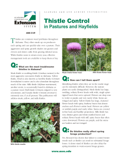 Thistle Control - Alabama Cooperative Extension System