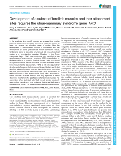 Development of a subset of forelimb muscles and their attachment