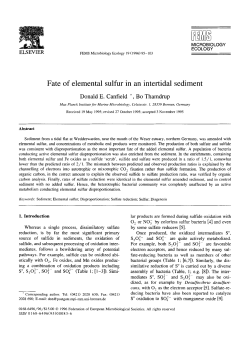 Fate of elemental sulfur in an intertidal sediment