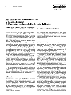 Fine structure and presumed functions of the pedicellariae of
