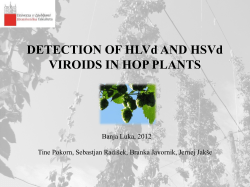 DETECTION OF HLVd AND HSVd VIROIDS IN HOP PLANTS