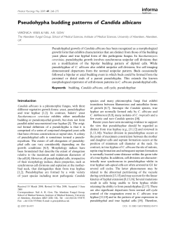 Pseudohypha budding patterns of Candida albicans