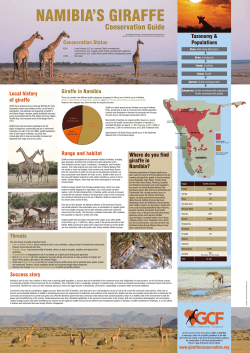Giraffe in Namibia Conservation Status Range and habitat