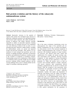 Rab protein evolution and the history of the eukaryotic