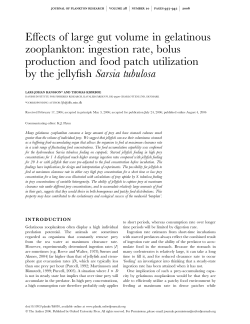Effects of large gut volume in gelatinous