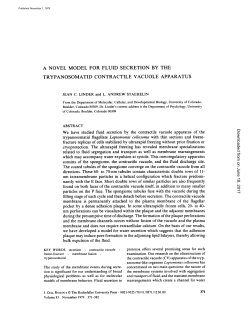 a novel model for fluid secretion by the trypanosomatid contractile