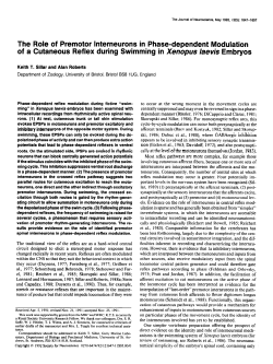 The Role of Premotor Interneurons in Phase