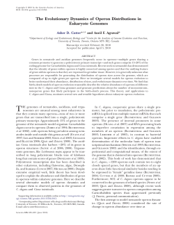 The Evolutionary Dynamics of Operon Distributions in Eukaryote