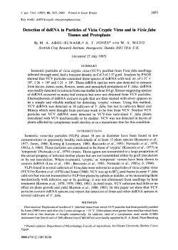 Detection of dsRNA in Particles of Vicia Cryptic Virus and in Vicia