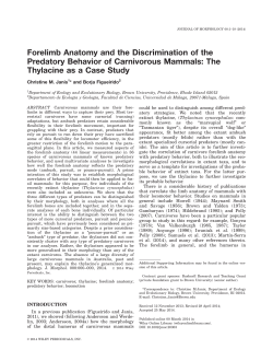 Forelimb anatomy and the discrimination of the