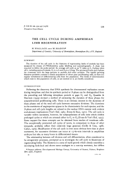 the cell cycle during amphibian limb regeneration