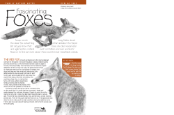 Foxes - ON Nature magazine