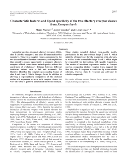 Olfactory receptors in Xenopus laevis