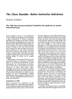 The Ghost Bramble-Rubus lasiostylus hubeiensis