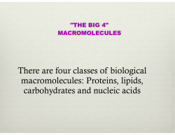 macromolecules lecture part one carbs and lipids
