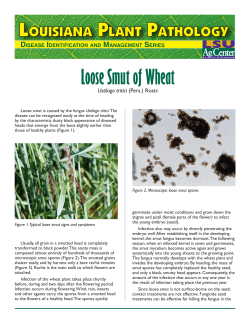 pub3252loosesmutofwheat / 1.74MB