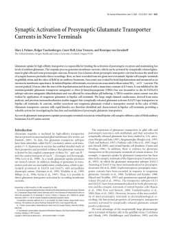 Synaptic Activation of Presynaptic Glutamate Transporter Currents in