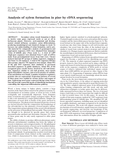 Analysis of xylem formation in pine by cDNA
