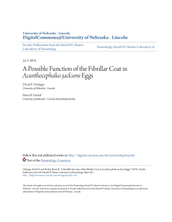 A Possible Function of the Fibrillar Coat in Acanthocephalus