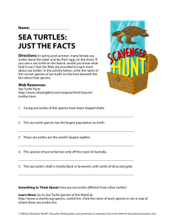 sea turtles: just the facts
