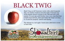 Black Twig, an old Tennessee variety with a dark burgundy skin